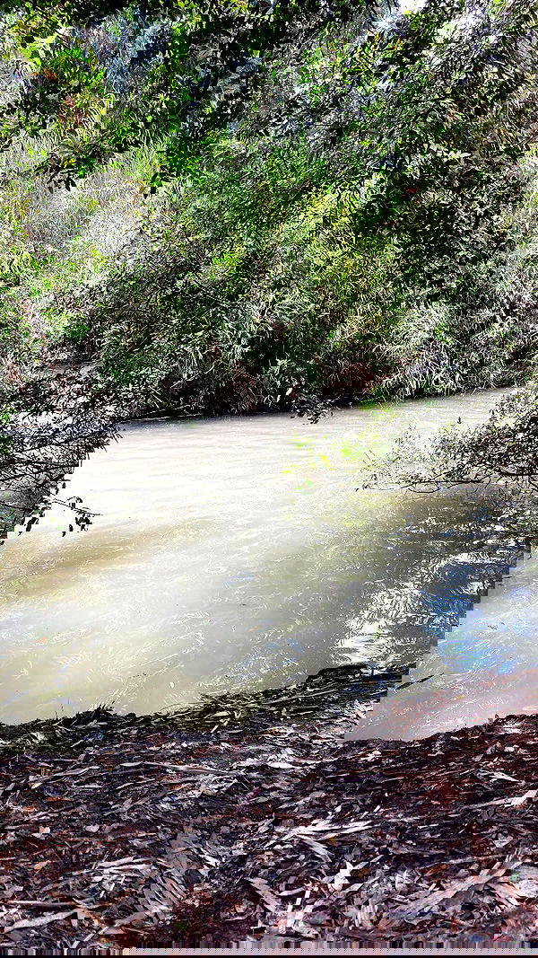 shanikaneko image ~ Altpins