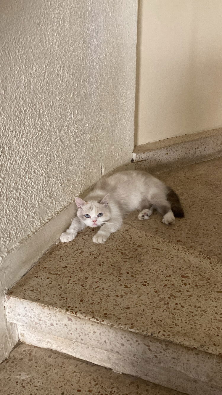 shanikaneko instagram image archive image