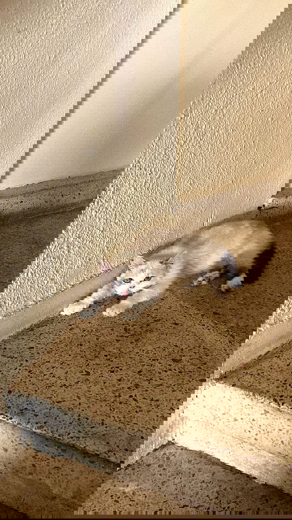 shanikaneko image ~ Altpins