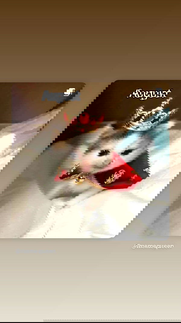 shanikaneko image ~ Altpins