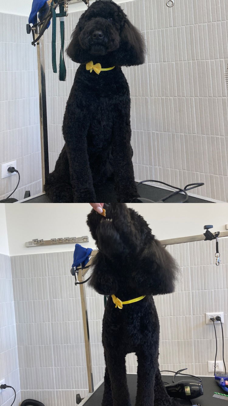 shanikaneko instagram image archive image