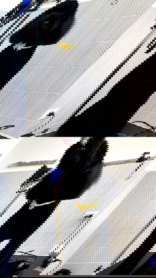 shanikaneko image ~ Altpins