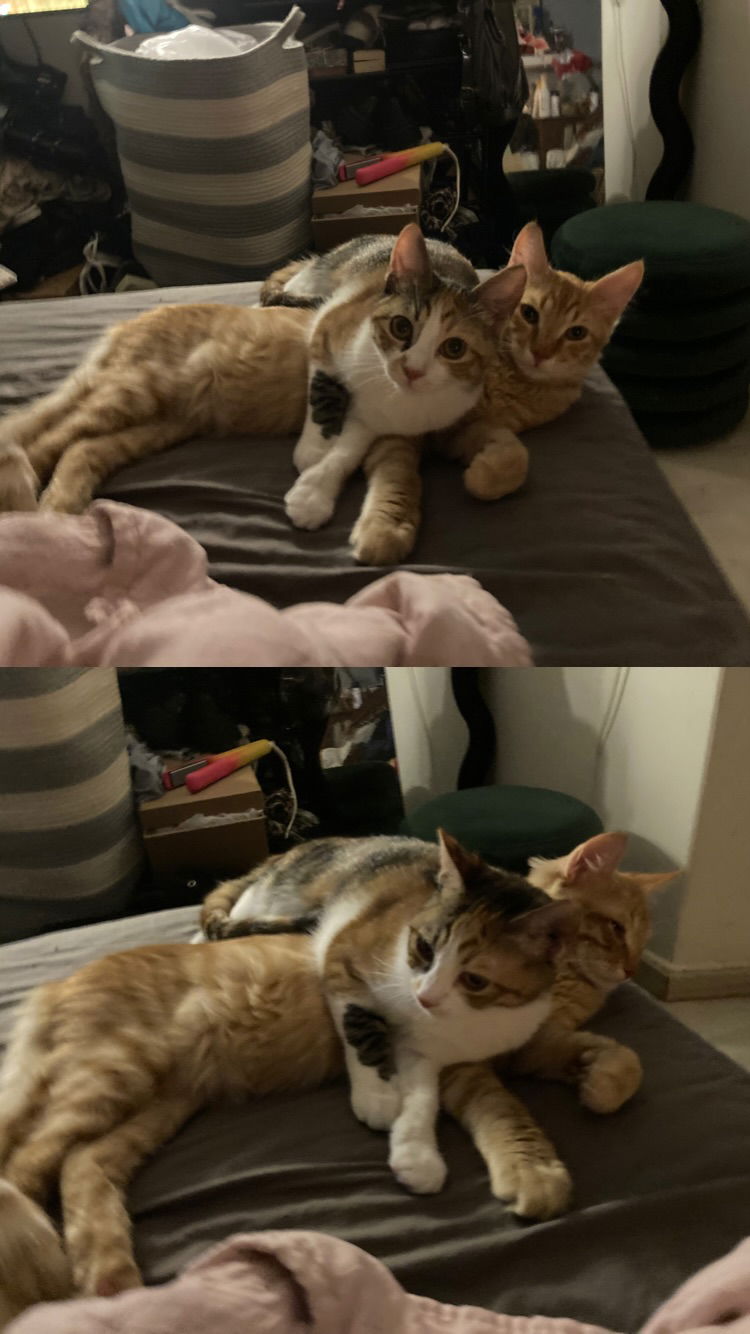 shanikaneko instagram image archive image