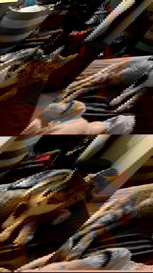 shanikaneko image ~ Altpins