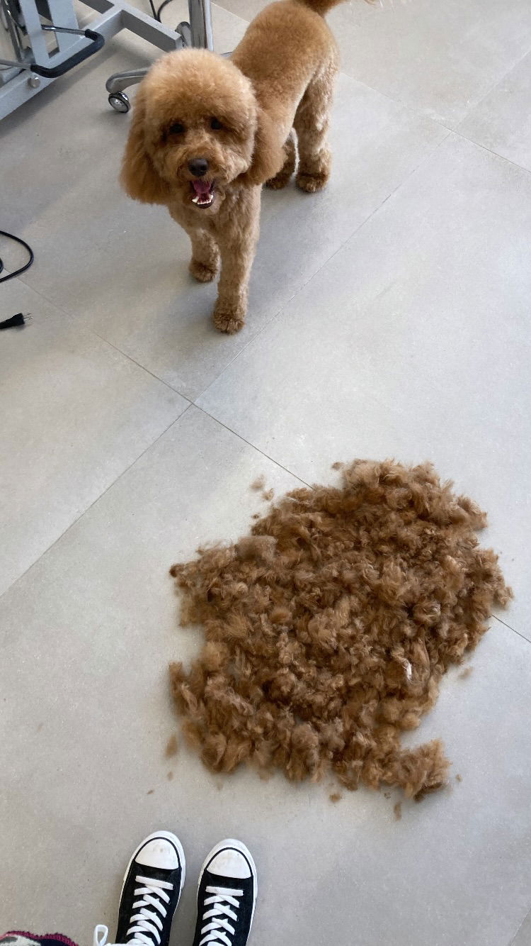 shanikaneko instagram image archive image