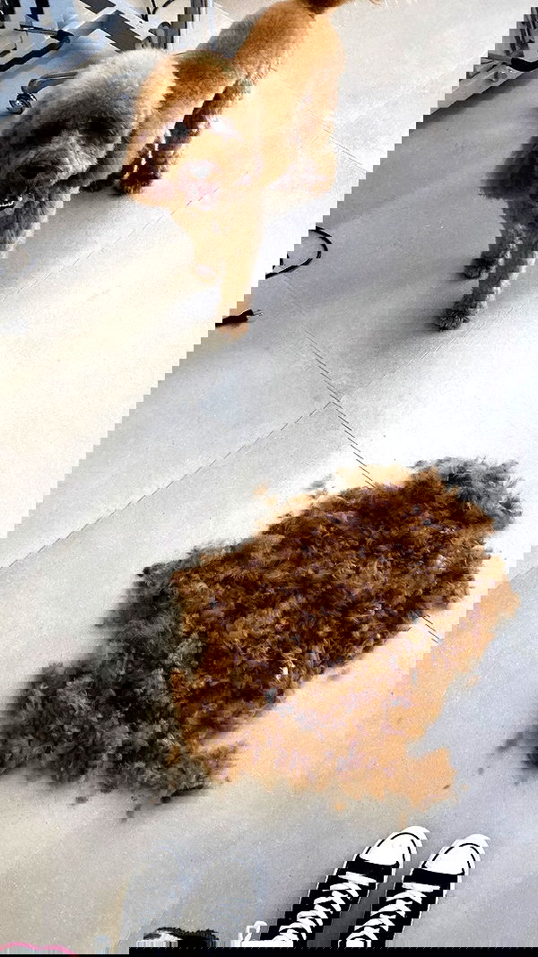 shanikaneko image ~ Altpins