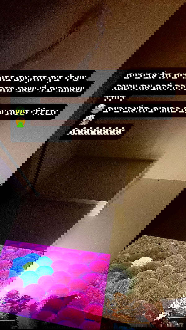 shanikaneko image ~ Altpins