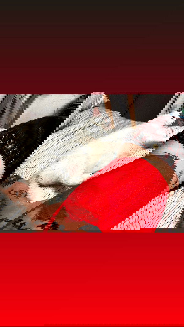 shanikaneko image ~ Altpins