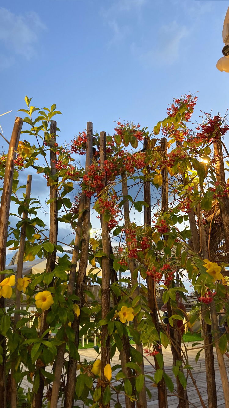 shanikaneko instagram image archive image