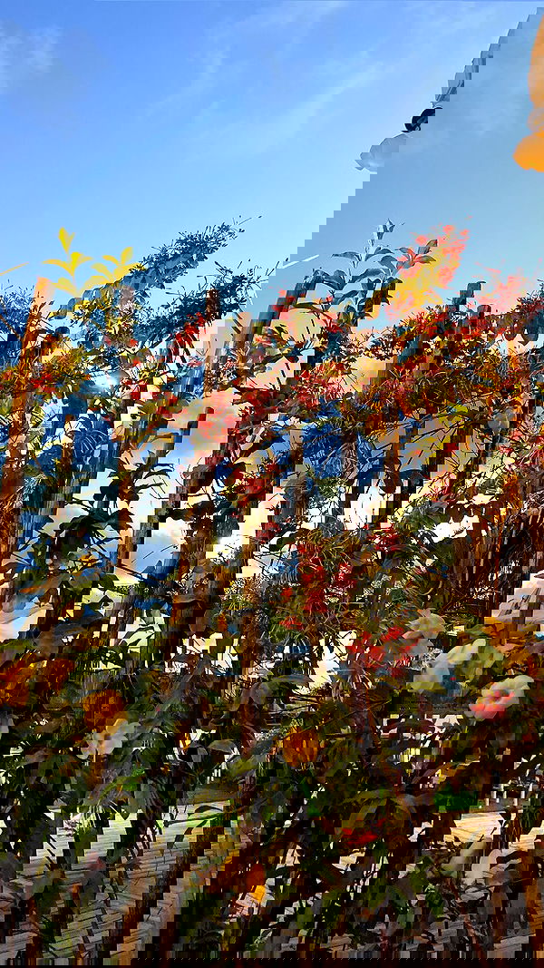 shanikaneko image ~ Altpins