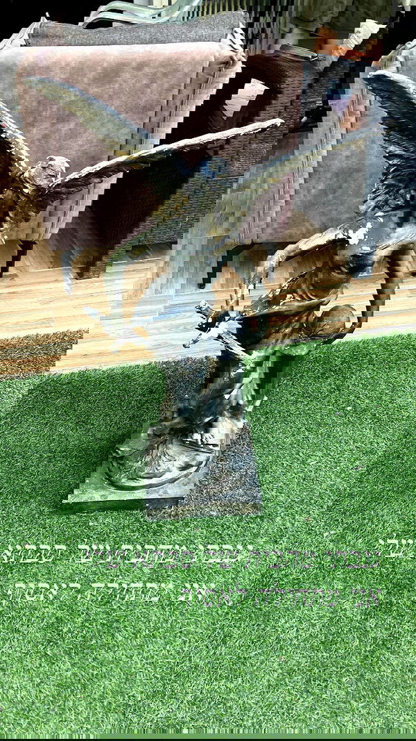 shanikaneko image ~ Altpins