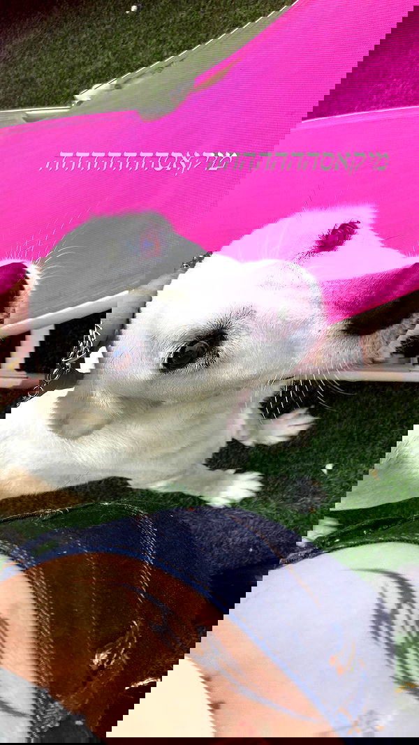 shanikaneko image ~ Altpins