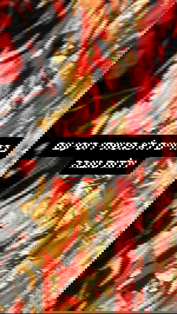 shelly_.mor image ~ Altpins