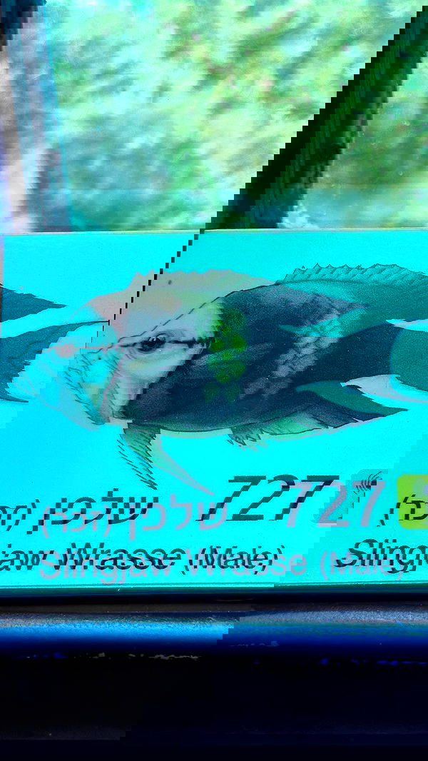 shelly_.mor image ~ Altpins