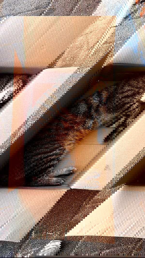 shelly_.mor image ~ Altpins