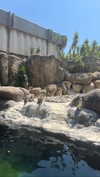 shelly_roberin Altpins Profile Picture