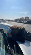shelly_roberin Altpins Profile Picture