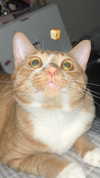 shim.anel Altpins Profile Picture