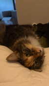 shinyykiraa Altpins Profile Picture