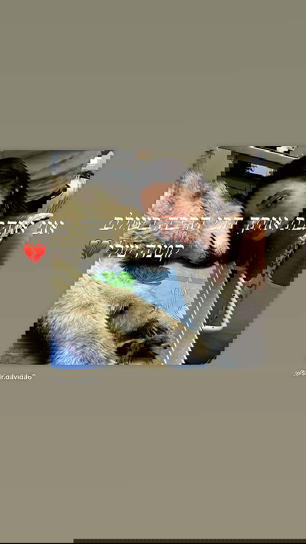 shir.davida6 shir.davida6 archive image