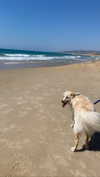 shira_asaf Altpins Profile Picture