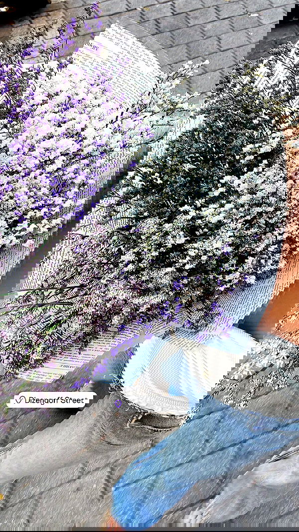 shirakor_ shirakor_ archive image