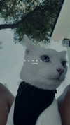 shiramansurii Altpins Profile Picture