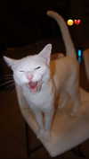 shiramansurii Altpins Profile Picture