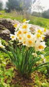 shirel.varol Altpins Profile Picture
