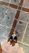 shirel.varol Altpins Profile Picture