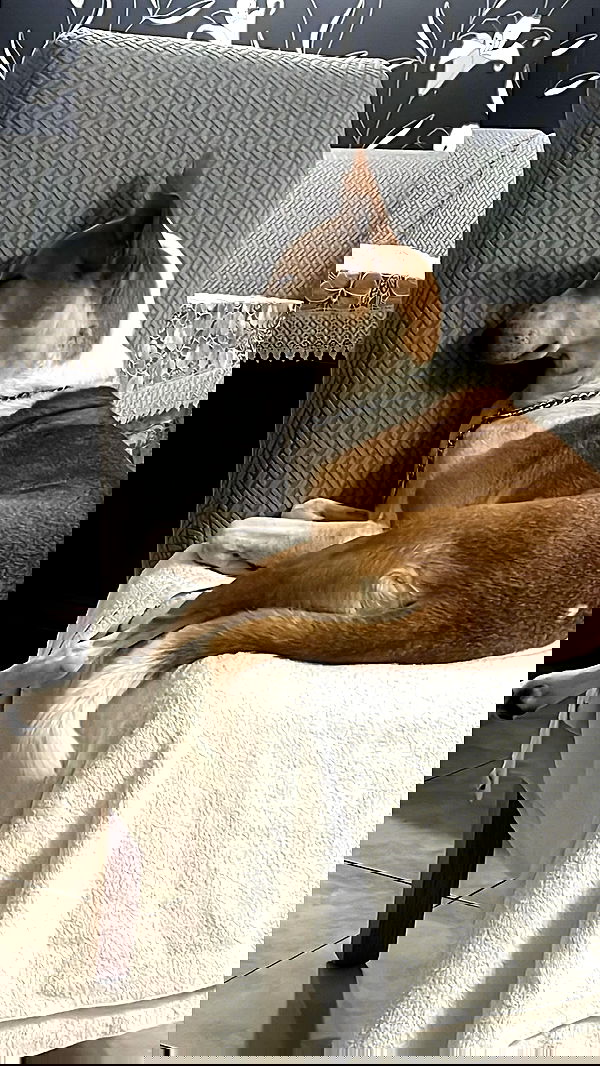 shirel_2222_ shirel_2222_ archive image