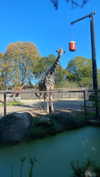 shirin_danin Altpins Profile Picture