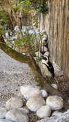 shirin_danin Altpins Profile Picture