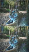 shirin_danin Altpins Profile Picture