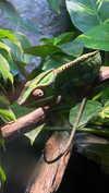 shirin_danin Altpins Profile Picture