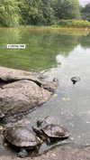 shirin_danin Altpins Profile Picture