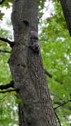 shirin_danin Altpins Profile Picture