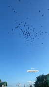shirin_danin Altpins Profile Picture