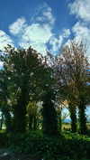 shirin_danin Altpins Profile Picture