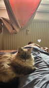 shirin_danin Altpins Profile Picture
