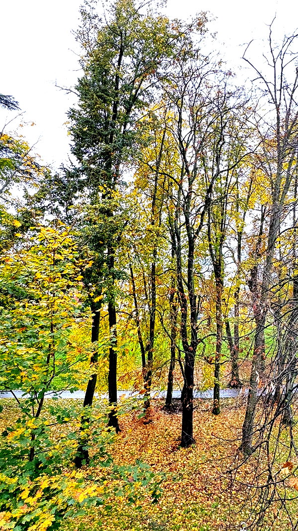 shirin_danin shirin_danin archive image
