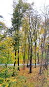 shirin_danin Altpins Profile Picture