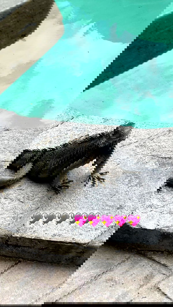 shunli__mei image ~ Altpins