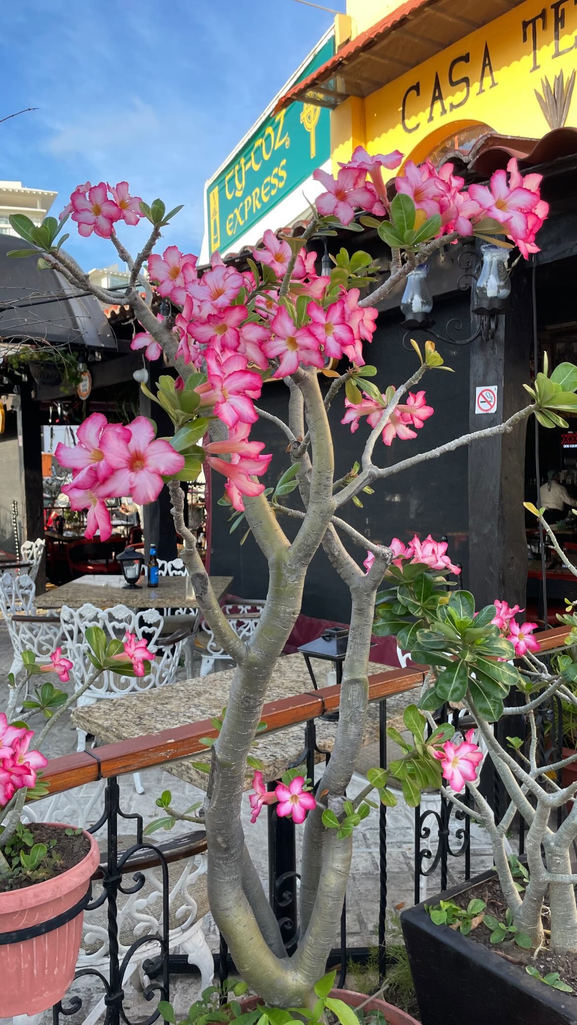 shunli__mei instagram image archive image