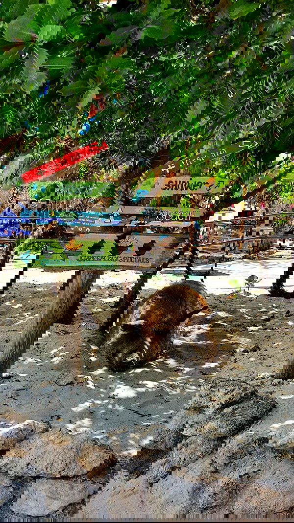 shunli__mei image ~ Altpins