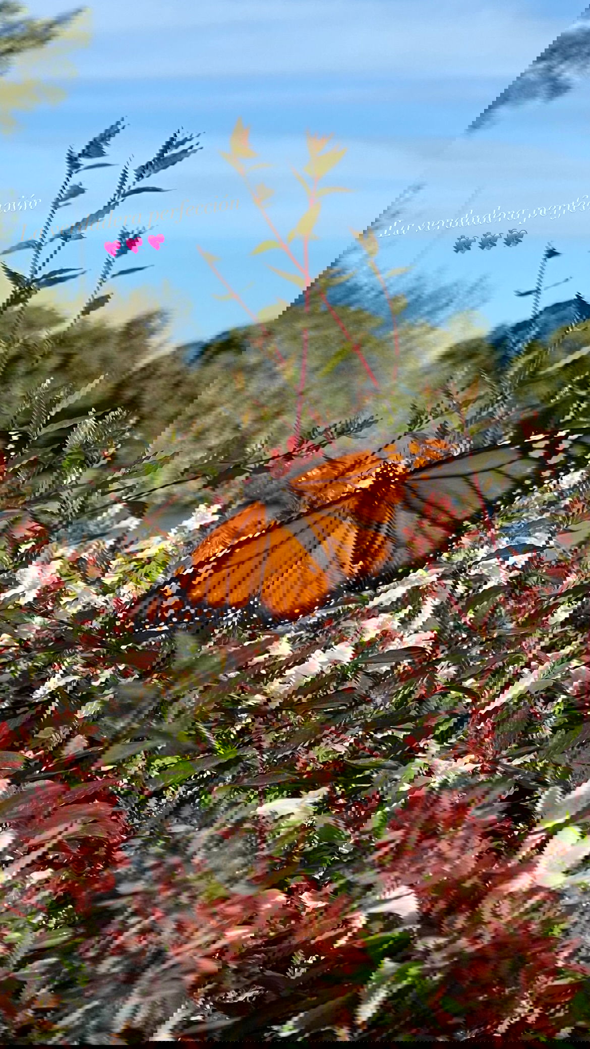 shunli__mei instagram image archive image