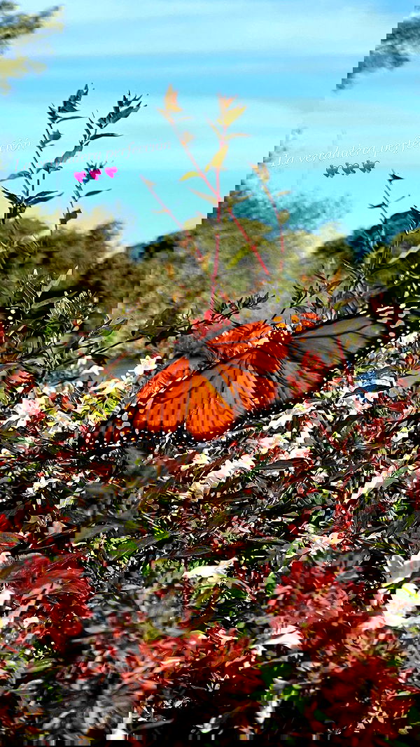 shunli__mei image ~ Altpins