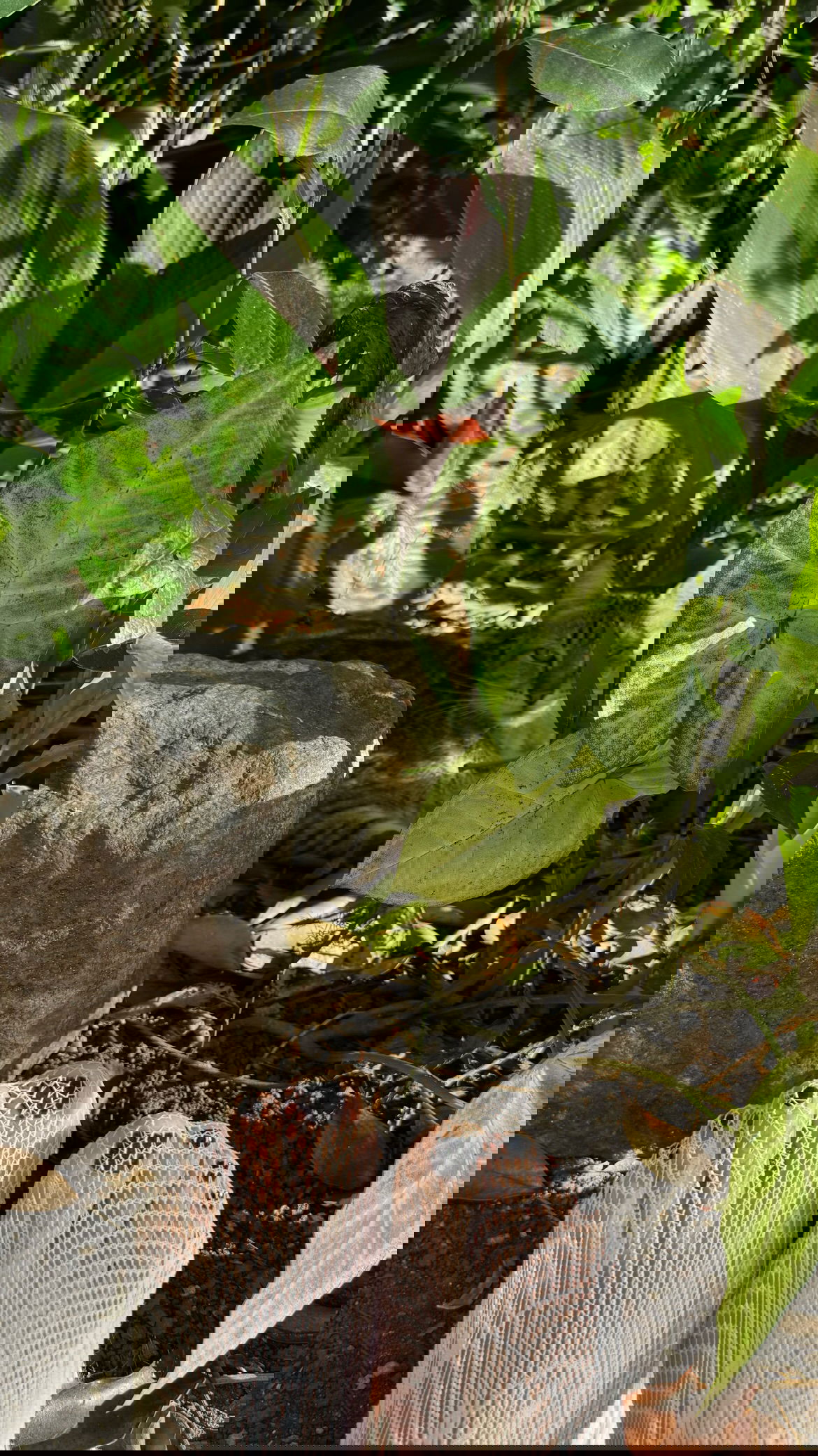 shunli__mei instagram image archive image