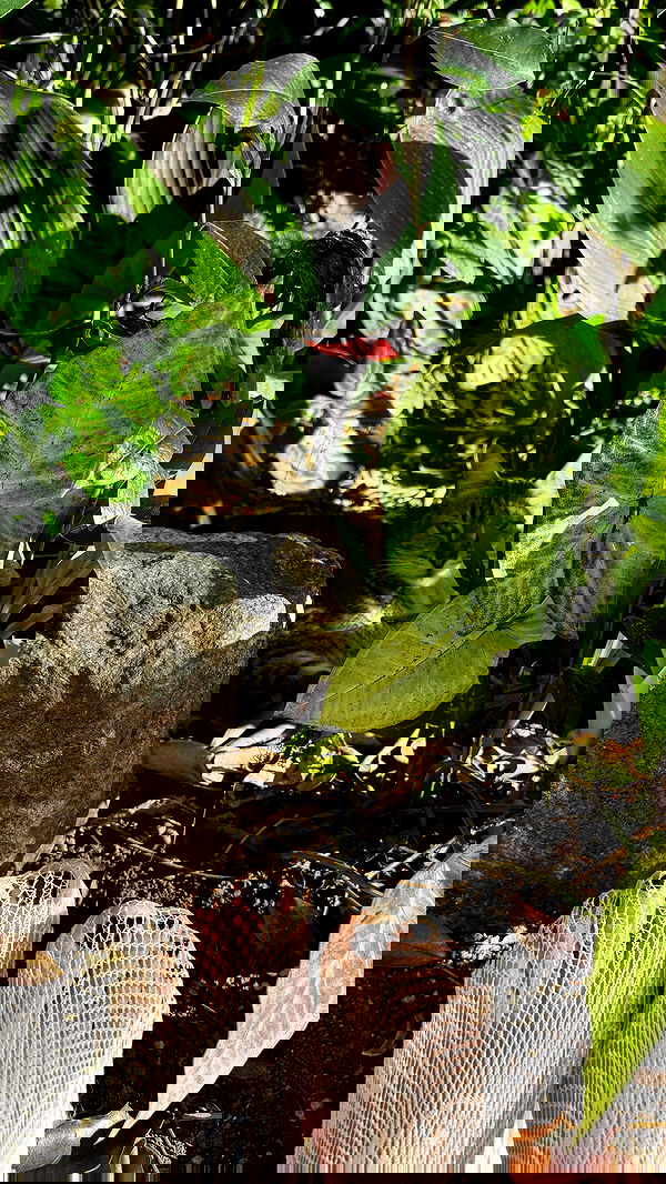 shunli__mei image ~ Altpins