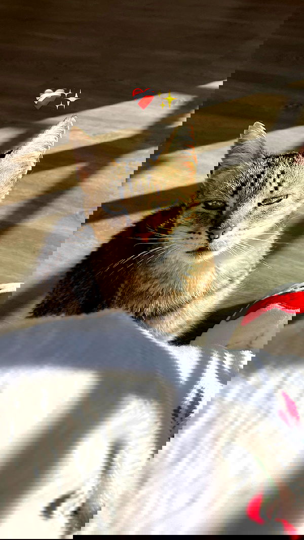 shunli__mei image ~ Altpins